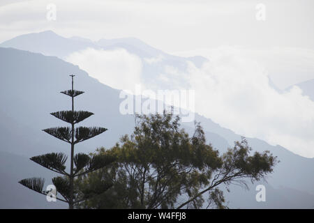 Norfolk Island Pine, Paleochora, S. W. Kreta, Griechenland. Am frühen Morgen. Stockfoto