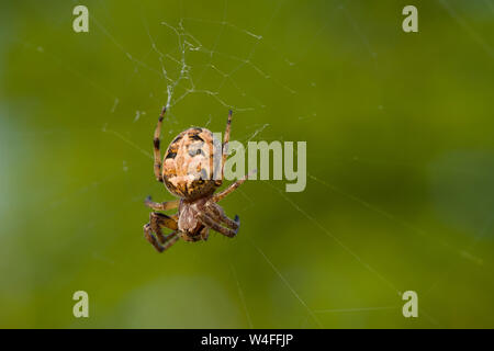 Eine weibliche Furche Orb Spider (Larinioides Dais) auf ihrer Webseite an Priddy Mineries in die Mendip Hills, Somerset. Stockfoto