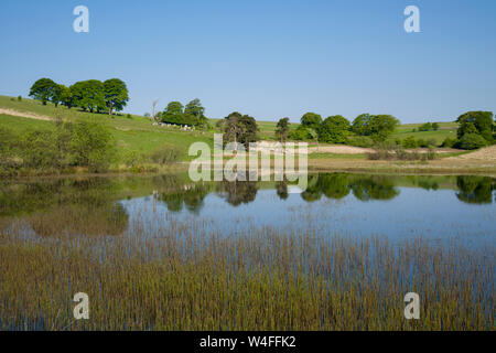 Eine Feder morgen am Pool an Waldergrave Priddy Mineries in die Mendip Hills, Somerset. Stockfoto