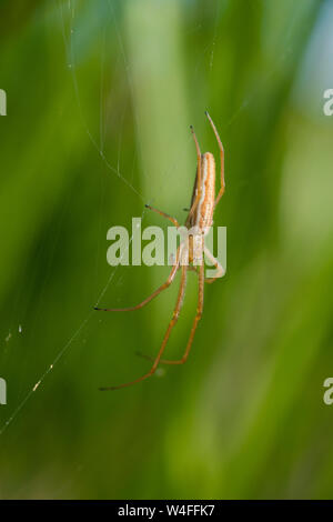 Eine Long-Jawed Orb Weaver spider (Tetragnatha), höchstwahrscheinlich tetragnatha extensa, auf einem Webserver zu Priddy Mineries in die Mendip Hills, Somserset. Stockfoto