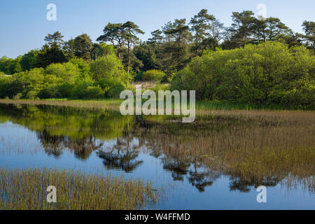 Eine Feder morgen am Pool an Waldergrave Priddy Mineries in die Mendip Hills, Somerset. Stockfoto