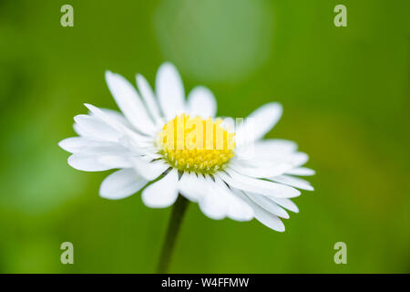 Eine Nahaufnahme eines gemeinsamen Gänseblümchen (Bellis perennis). Stockfoto