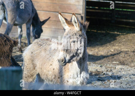 Eine junge kleine Esel in einem Zaun mit anderen Tieren in Rovigo Stockfoto