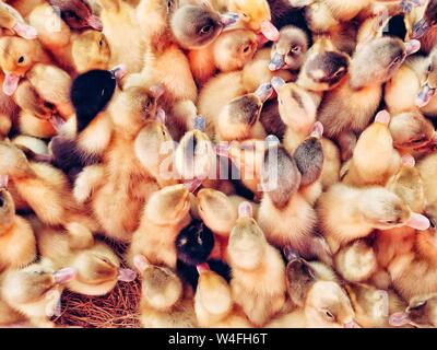 Blick von oben auf die schönen Gänschen stehen in einem Karton, Entenküken auf dem Bauernhof zum Verkauf und Zucht. Stockfoto