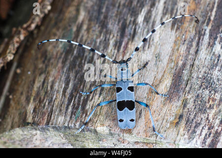 Alpine longhorn Beetle, Alpenbock (Rosalia alpina) Stockfoto