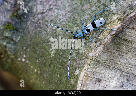 Alpine longhorn Beetle, Alpenbock (Rosalia alpina) Stockfoto