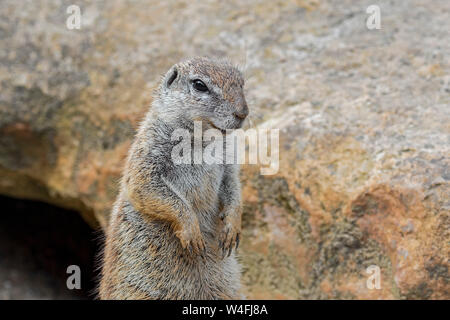 Kap Erdhörnchen (Xerus inauris) Native zum südlichen Afrika Stockfoto
