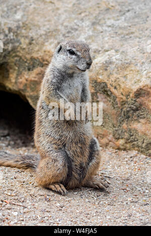 Kap Erdhörnchen (Xerus inauris) Native zum südlichen Afrika Stockfoto