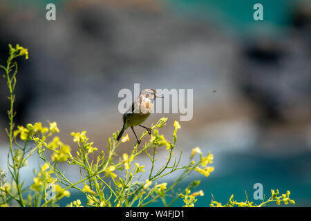 Schwarzkehlchen Vogel am Rand einer Klippe in Cornwall sitzen Stockfoto