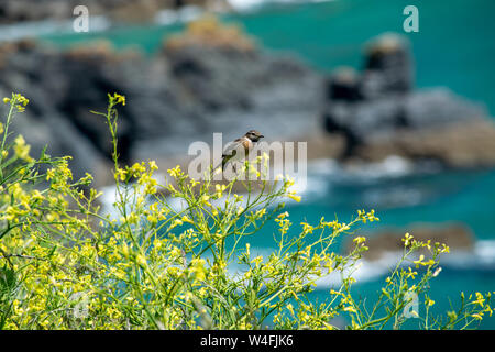 Schwarzkehlchen Vogel am Rand einer Klippe in Cornwall sitzen Stockfoto