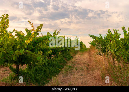 Raimat Weinberg Landschaften mit dem System der Bewässerung durch Tropfwasser, bei Sonnenuntergang. Raimat Weinen. Cabernet Sauvignon, Merlot, Syrah, Tempranillo, Stockfoto