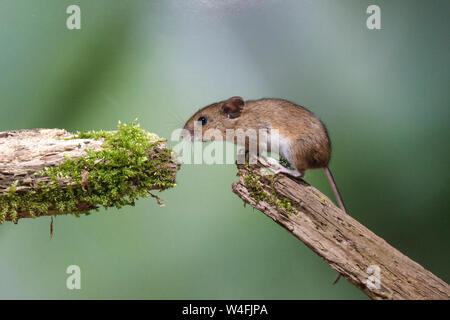 Holz Maus, Waldmaus (APODEMUS SYLVATICUS) Stockfoto