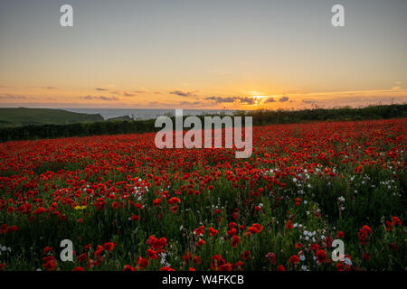 Sonnenuntergang über Mohnfelder in Cornwall. Stockfoto