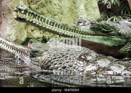 Die GHARIAL, Essen - Fische Krokodil, Gavialis gangeticus Stockfoto