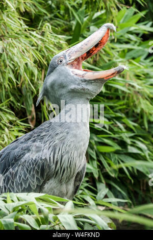 Der Schuebill, Balaeniceps rex, offener Schnabel Whalebill Whale-Head Storch Schuhschnabelstorch Stockfoto