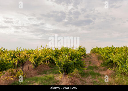 Raimat Weinberg Landschaften mit dem System der Bewässerung durch Tropfwasser, bei Sonnenuntergang. Raimat Weinen. Cabernet Sauvignon, Merlot, Syrah, Tempranillo, Stockfoto