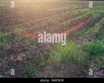 Furchen und junge Triebe von Weizen im landwirtschaftlichen Bereich. Stockfoto