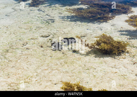 Kleine Fische mit Algen close-up vor dem Hintergrund des Meeresbodens. Klares Wasser. Stockfoto