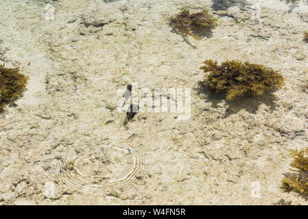 Kleine Fische mit Algen close-up vor dem Hintergrund des Meeresbodens. Klares Wasser. Stockfoto