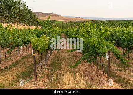 Raimat Weinberg Landschaften mit dem System der Bewässerung durch Tropfwasser, bei Sonnenuntergang. Raimat Weinen. Cabernet Sauvignon, Merlot, Syrah, Tempranillo, Stockfoto