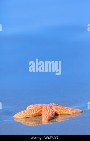 Einen lebhaften Orange Seestern an einem Sandstrand an einem heißen Sommertag am Meer mit einem blauen Himmel Stockfoto