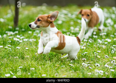 Zwei Jack Russell Terrier spielen. Zwei wunderschöne Jack Russell Welpen Stockfoto