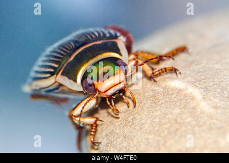 Tolles Tauchen Käfer, (GELBRANDKÄFER DYTISCUS MARGINALIS) Weibchen Stockfoto