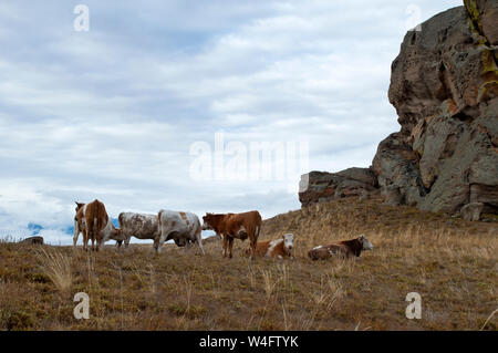 Suvo im Barguzin Tals Russland, Rinder weiden in der Nähe der Oberseite des Hügels mit bewölktem Himmel Stockfoto