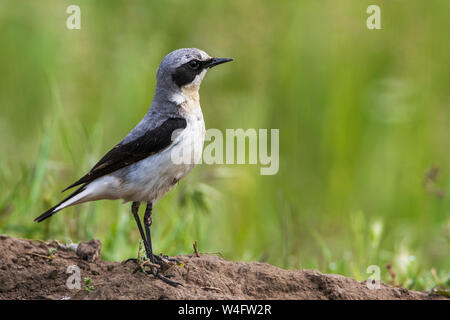 Northern Steinschmätzer, Steinschmätzer (Oenanthe oenanthe) Männchen Stockfoto