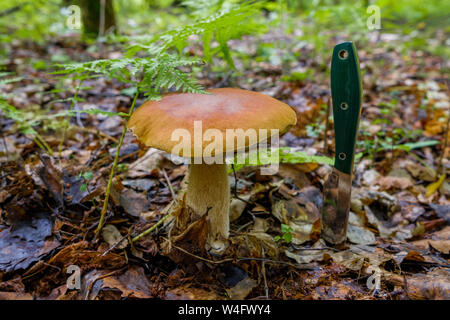 Die weissen Pilz oder So heißt der königlichen Pilz, die in das Gras auf dem Boden und ein mushroom picker Messer wuchs Neben dem Boden stecken Stockfoto