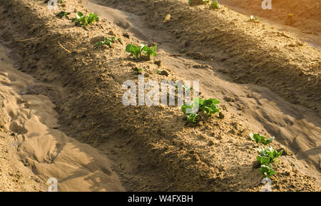 Die jungen Triebe von Kartoffeln machen unter der Erde. Anfang der Pflanzen. Pflanzen Kartoffel Plantagen, die Pflege von Pflanzen, Schutz von Schädlingen Stockfoto