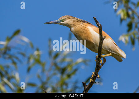 Squacco Heron, Rallenreiher (Ardeola ralloides) Stockfoto