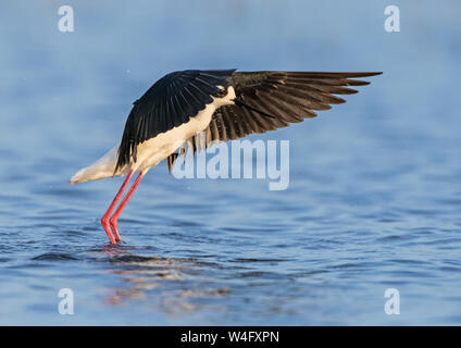 Black-necked Stelzenläufer (Himantopus mexicanus). Myakka River State Park, Florida. Stockfoto