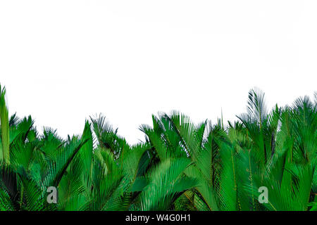 Nypa fruticans Wurmb (Nypa, Atap Palm, Nipa, Mangrove Palm). Grüne Blätter von Palm auf weißem Hintergrund. Grünes Blatt für die Dekoration Stockfoto