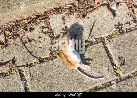 Tote Ratte Karkasse flach auf der Straße Stockfoto