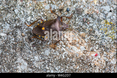 Rote Spinne Tetranychus Urticae Pest Milbenbefall Auf Blatter