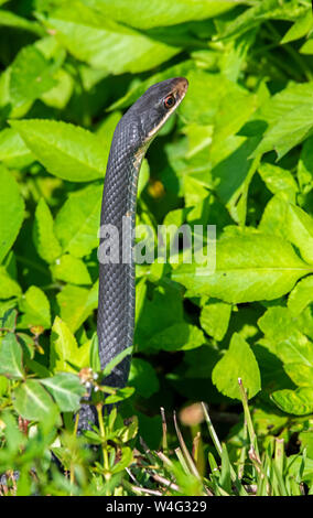 Everglades Racer (Coluber constrictor Paludicola). Der Everglades National Park, Florida. Stockfoto