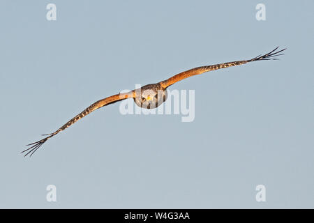 Rot - geschulterten Falken (Buteo lineatus). Myakka River State Park, Florida. Stockfoto
