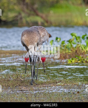 Sandhill Crane (Antigone canadensis). Myakka River State Park, Florida. Stockfoto