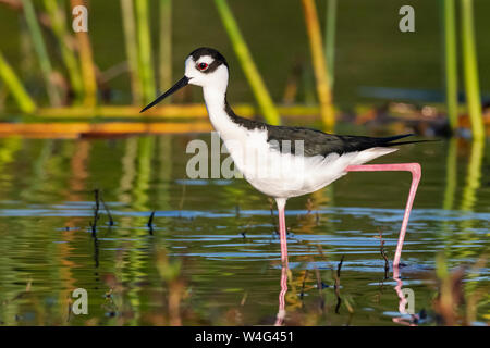 Black-necked Stelzenläufer (Himantopus mexicanus). Myakka River State Park, Florida. Stockfoto