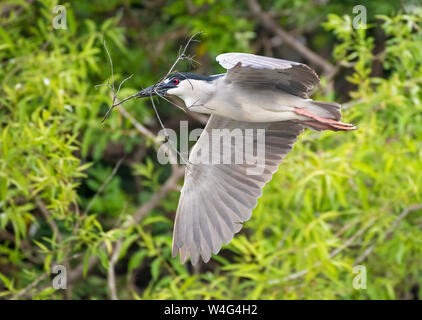 Schwarz - gekrönte Nachtreiher (Nycticorax nycticorax). Venedig Rookery, Florida. Sanierung ein Nest. Stockfoto