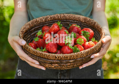 7/8-Ansicht von Frau mit Korb Schüssel mit Erdbeeren Stockfoto