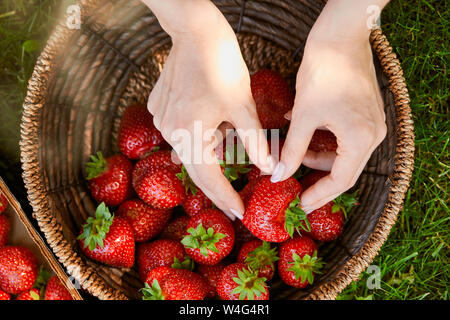 7/8-Ansicht von einer Frau, die frische Erdbeeren von Weidenkorb Stockfoto