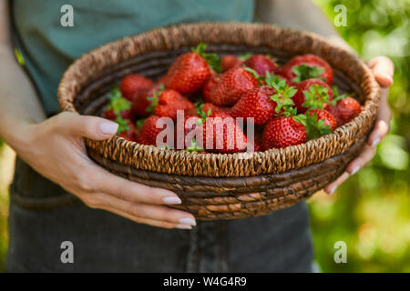 7/8-Ansicht von Frau mit Korb Schale mit roten Erdbeeren Stockfoto