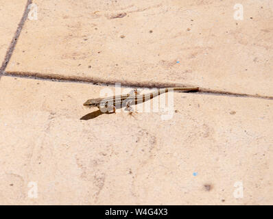 Eine Erhard's Wand lizard man über gepflasterte Bodenbeläge in einem griechischen Villa Garden Stockfoto