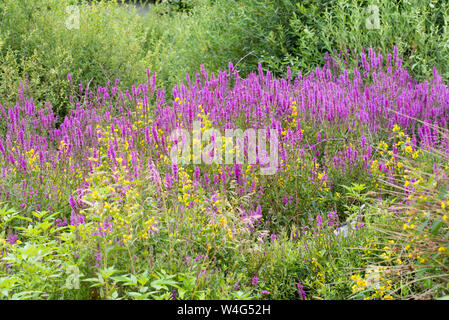 Gelbe felberich und blutweiderich Blumen in bunten Sommer Wiese Stockfoto