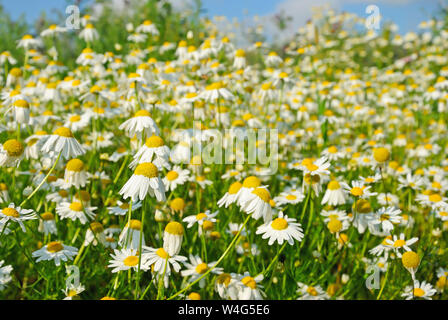 Matricaria recutita (Matricaria Chamomilla) Blumen, Fokus auf Blume vor Stockfoto