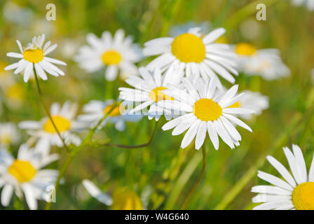 Kamille Blumen im Garten, Fokus auf Blume vor Stockfoto