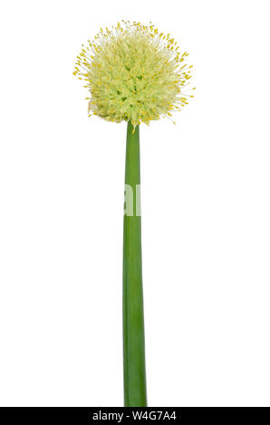 Allium fistulosum Blume auf weißem Hintergrund Stockfoto