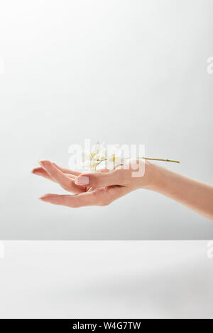 7/8-Ansicht von Frau mit Jasmin an Hand Stockfoto
